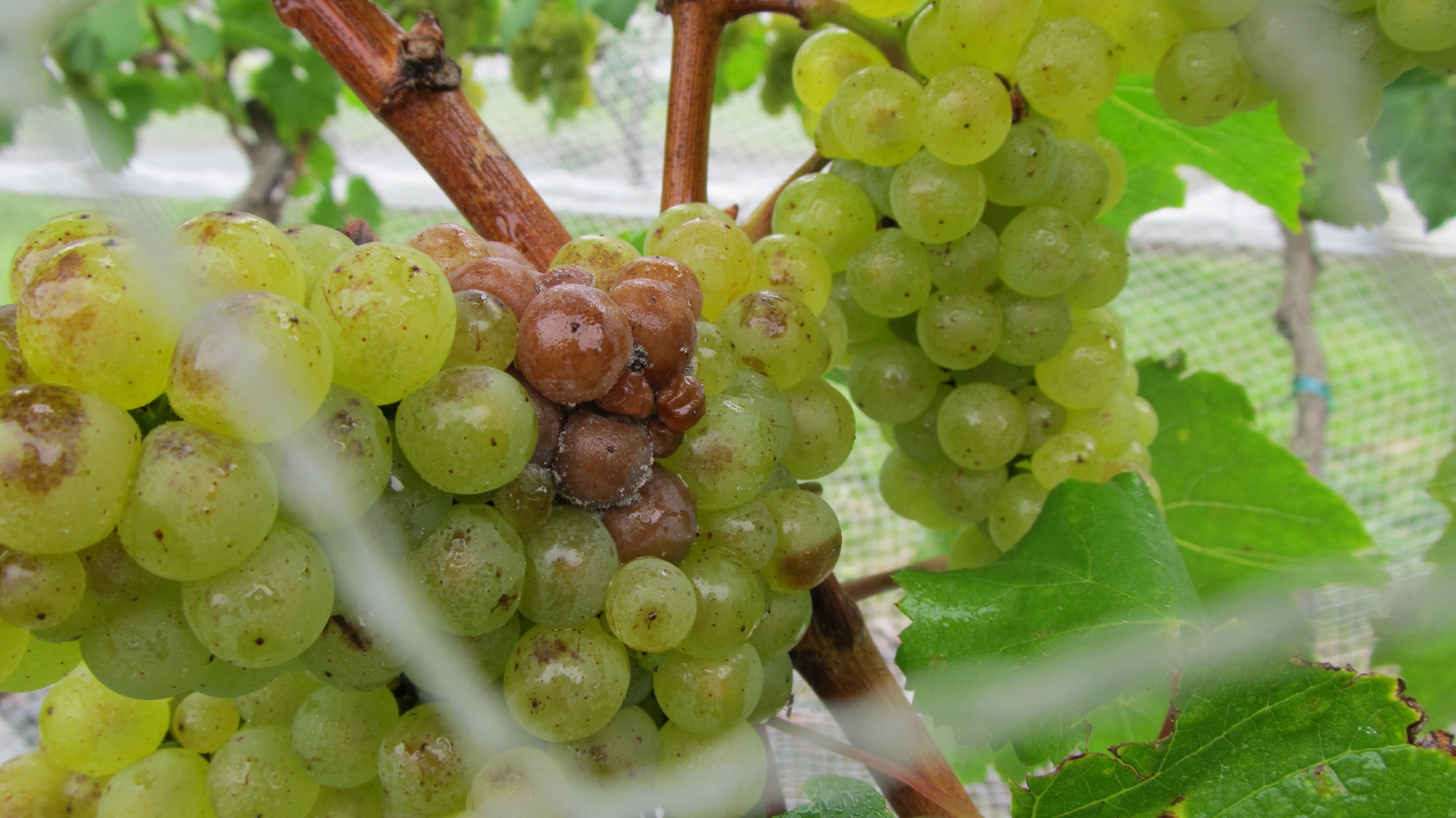 Rotting grapes on the vine