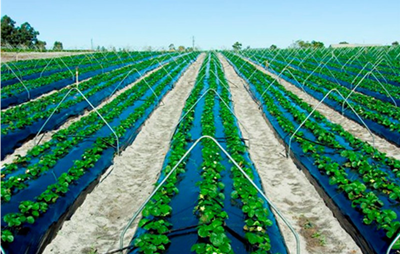 Three rows of large, leafy strawberry plants