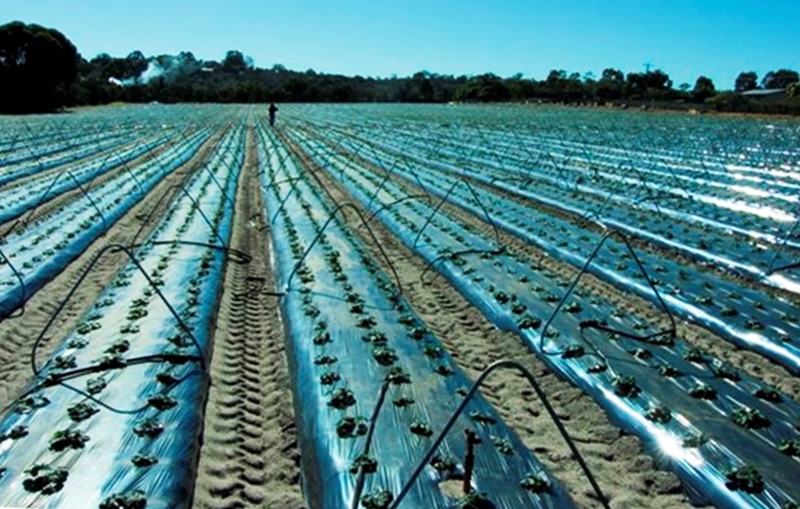 Four rows of small strawberry plants